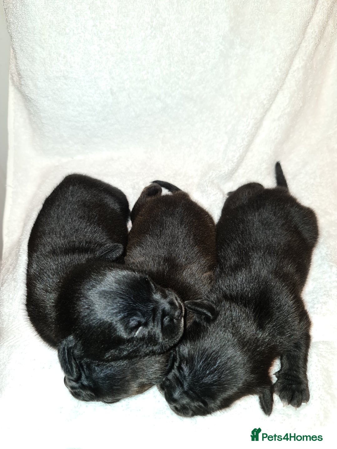 Staffordshire Bull Terrier dogs for sale: Adorable champion bred black staffys puppy's  - Image 2