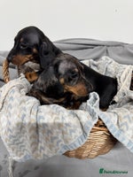 Miniature Dachshund dogs CHOCOLATE DAPPLE GIRL PUPPY - Advert 6