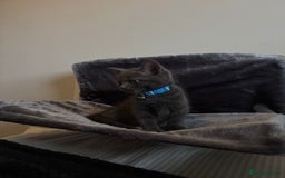 Russian Blue cats for sale: Russian blue/siamese  - Image 2
