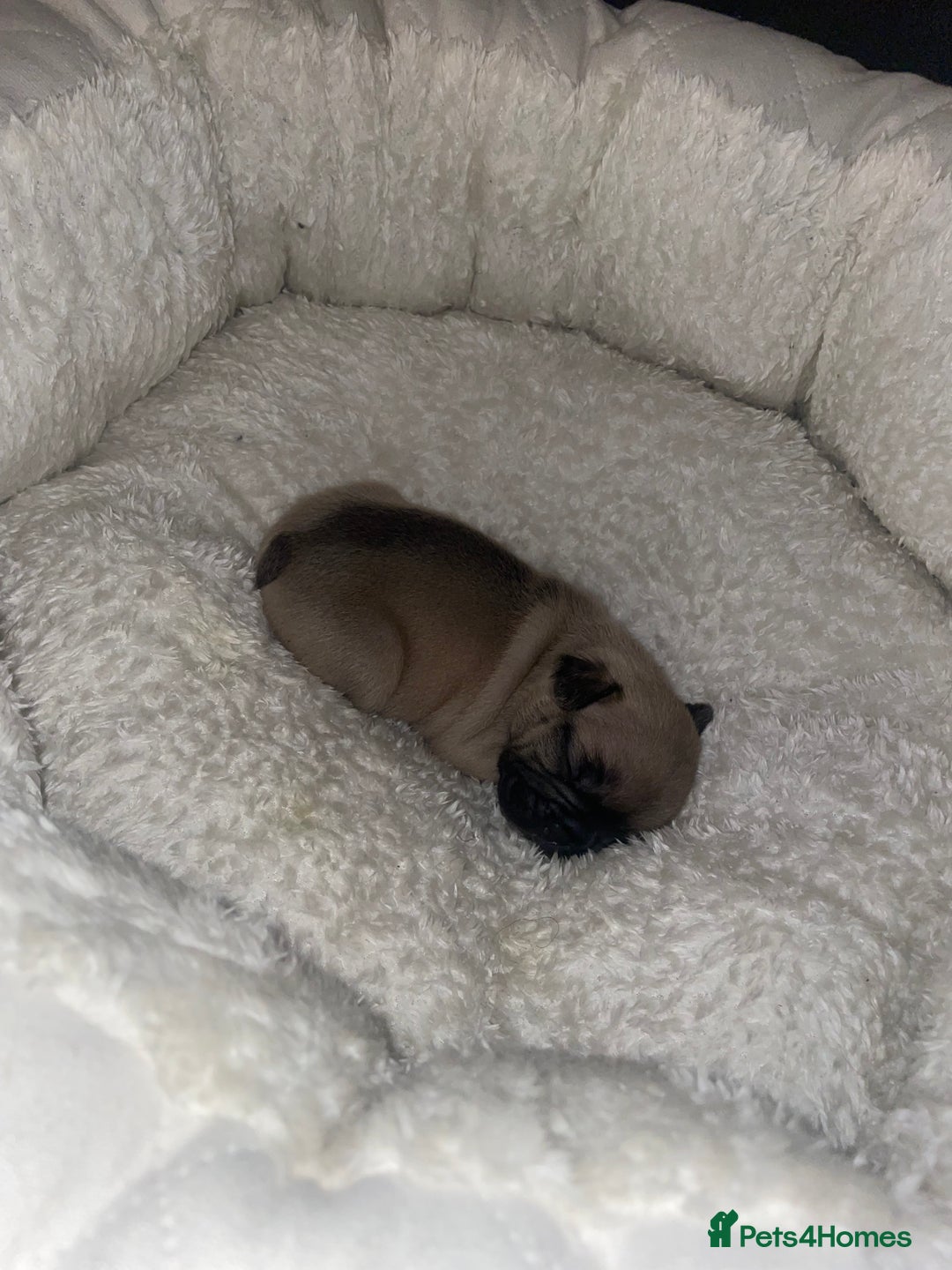 French Bulldog dogs for sale: French Bulldog Puppies - Advert 13