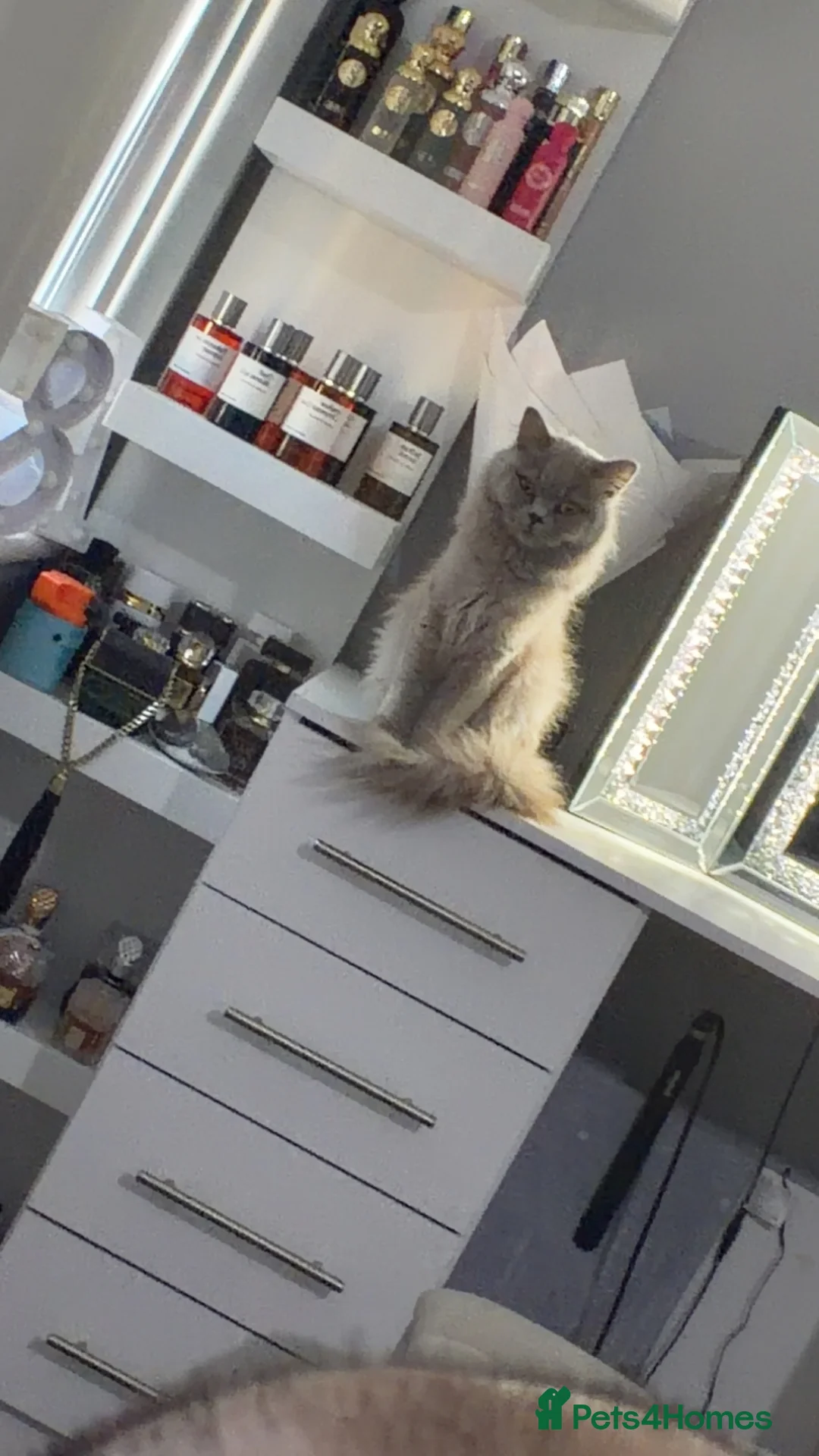 British Longhair cats for sale: Beautiful lilac longhair  - Advert 3