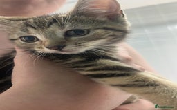 British Shorthair cats for sale: Kittens  - Image 2