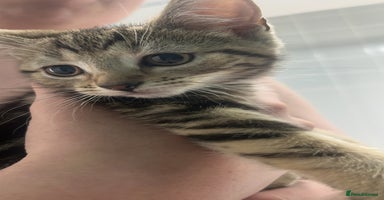 British Shorthair cats - Advert 5