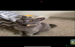 British Shorthair cats for sale: Four stunning grey British Shorthair kittens - Image 7