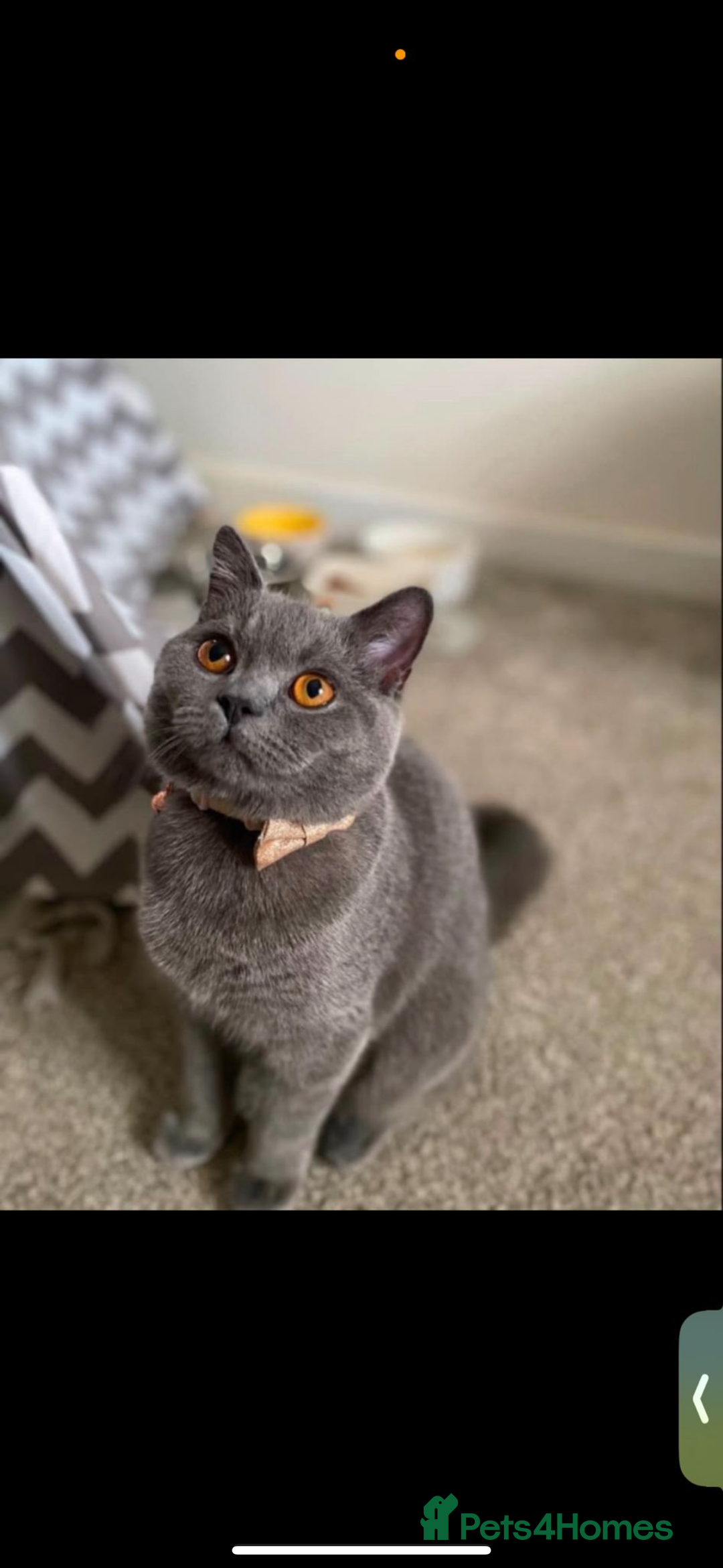 British Shorthair cats for sale: Four stunning grey British Shorthair kittens - Image 7