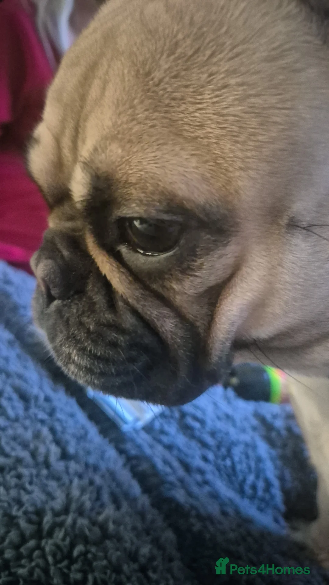 French Bulldog dogs for stud: Looking for stud - Advert 2