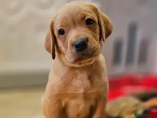 Labrador Retriever dogs 7 BEAUTIFUL KCREG LABRADORS. HEALTH TESTED PARENTS - Advert 1