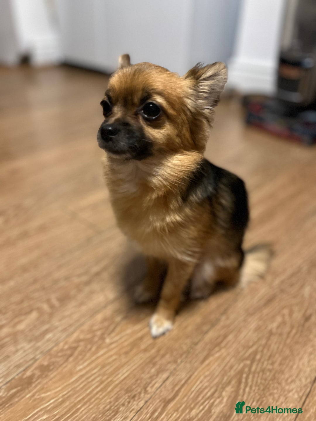 Pomeranian dogs for sale: Gorgeous miniature Pomeranian pups - Advert 5