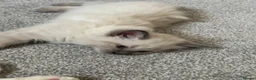Ragdoll cats for sale: Rag doll cross kittens  - Advert 10