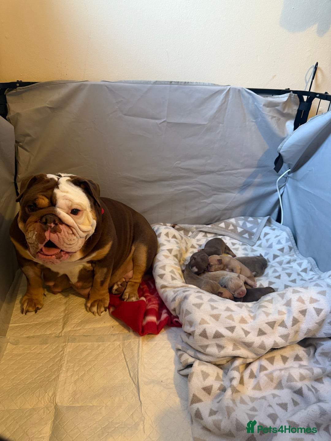 Mixed Breed dogs for sale: Stunning English bulldog mix pocket bully  - Image 12