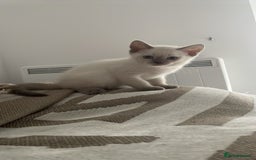 Ragdoll cats for sale: RAGDOLL x BSH KITTENS - Image 11