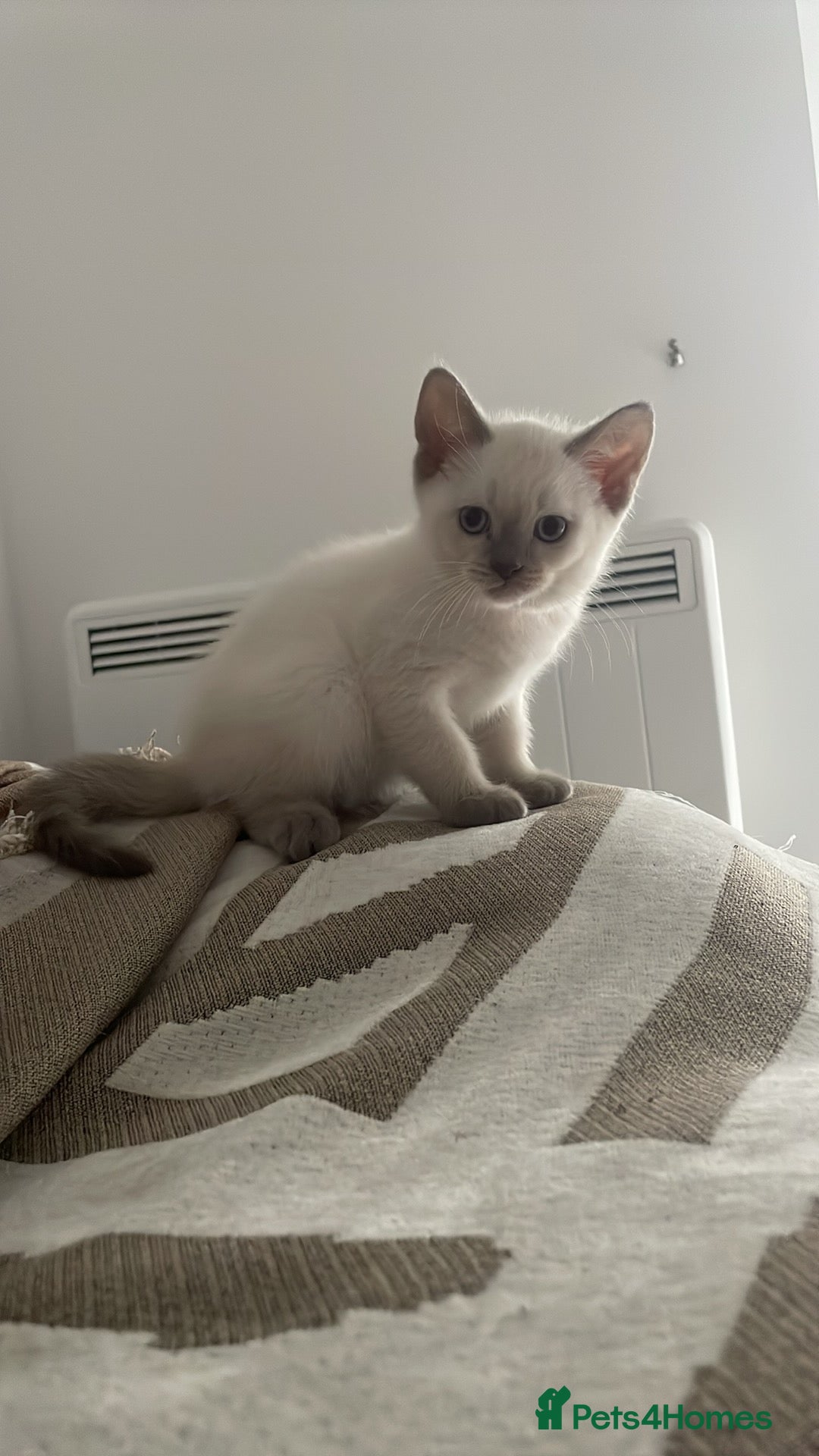 Ragdoll cats for sale: RAGDOLL x BSH KITTENS - Image 11