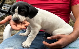 Mixed Breed dogs for sale: 🐾Cocker-Pie (Mini Hippo)s🐾 - Image 16