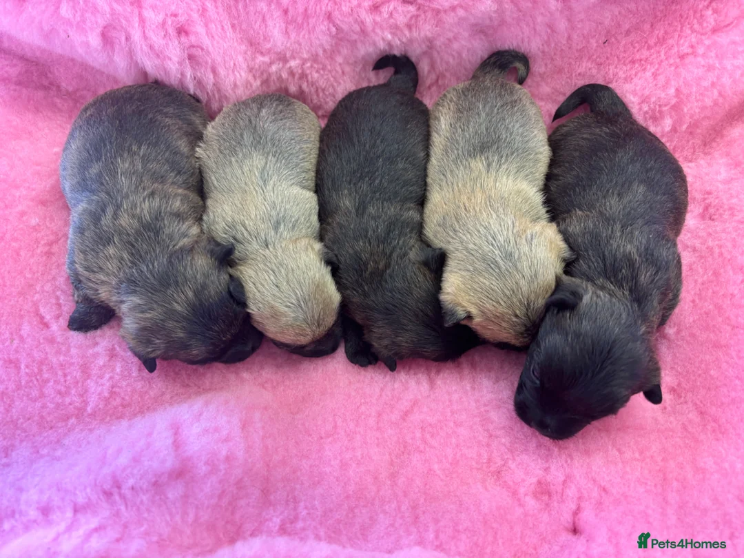 Cairn Terrier dogs for stud: KC Registered, Proven Stud - Advert 4