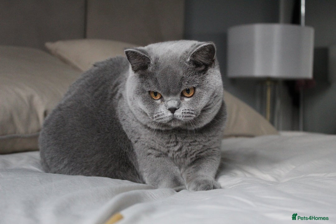 British Shorthair cats for sale: Stunning last baby liliac British shorthair  - Advert 3