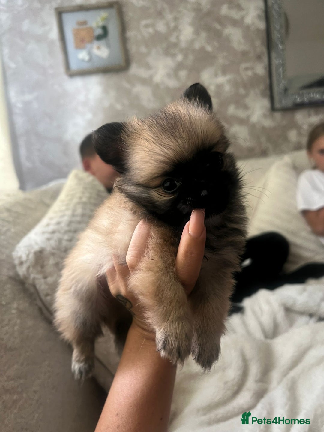 Pomchi dogs for sale: 5 beautiful xs pomchi (open to offers) - Image 6