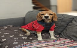 Beagle dogs for adoption: ❤️🐾 Lucy – A TRUE LITTLE GEM 🐾❤️ - Image 3