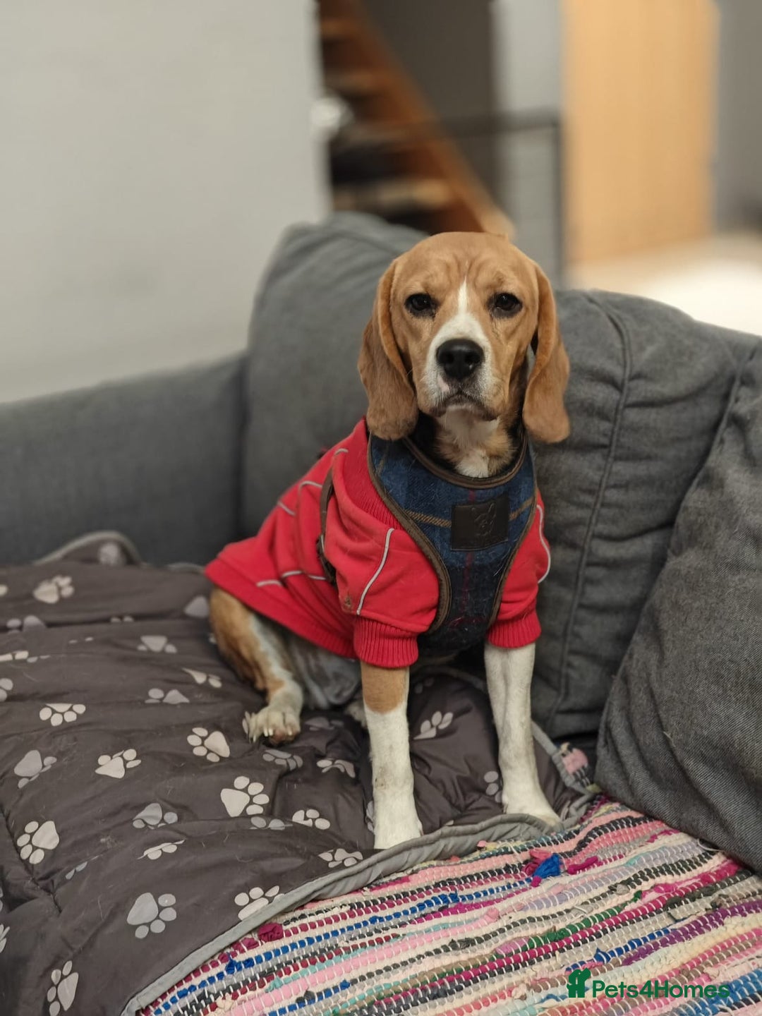 Beagle dogs for adoption: ❤️🐾 Lucy – A TRUE LITTLE GEM 🐾❤️ - Image 3