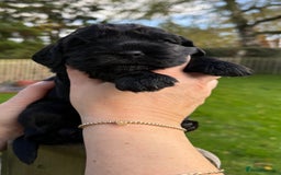 Cocker Spaniel dogs for sale: Show cocker spaniel  - Advert 8