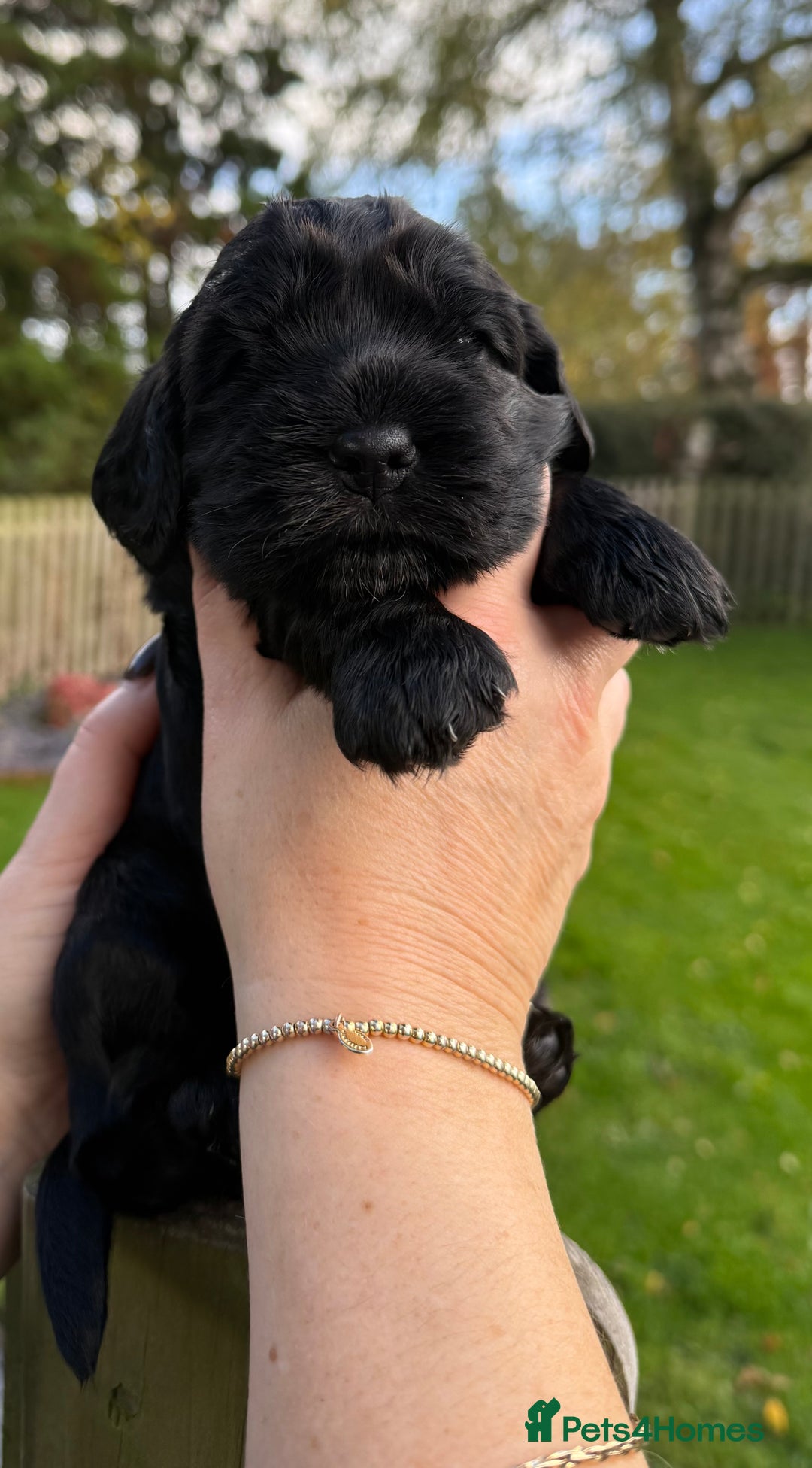 Cocker Spaniel dogs for sale: Show cocker spaniel  - Advert 8