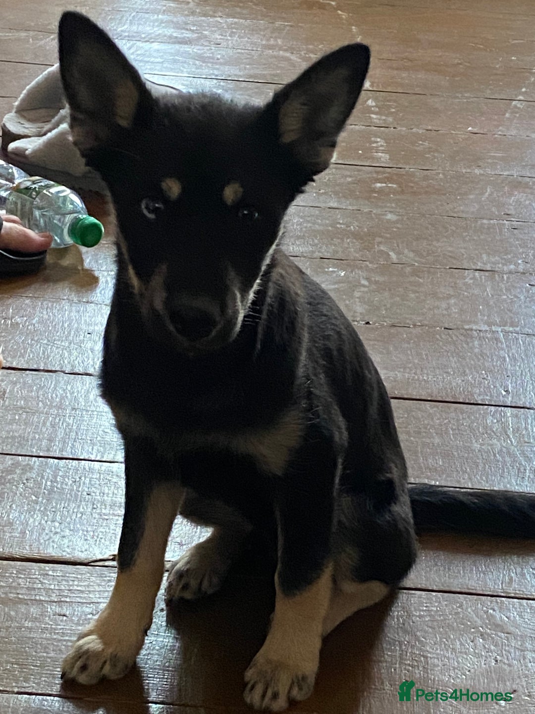 Pomsky dogs for sale: 6 month Pomsky puppies - Image 3
