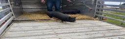 Pig livestock for sale: 2 x unregistered Kune Kune males 2 years old - Advert 7