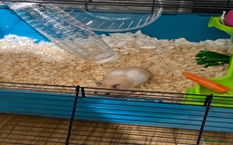 Hamster rodents for sale: Gorgeous female Syrian hamster 8 weeks old  - Image 2