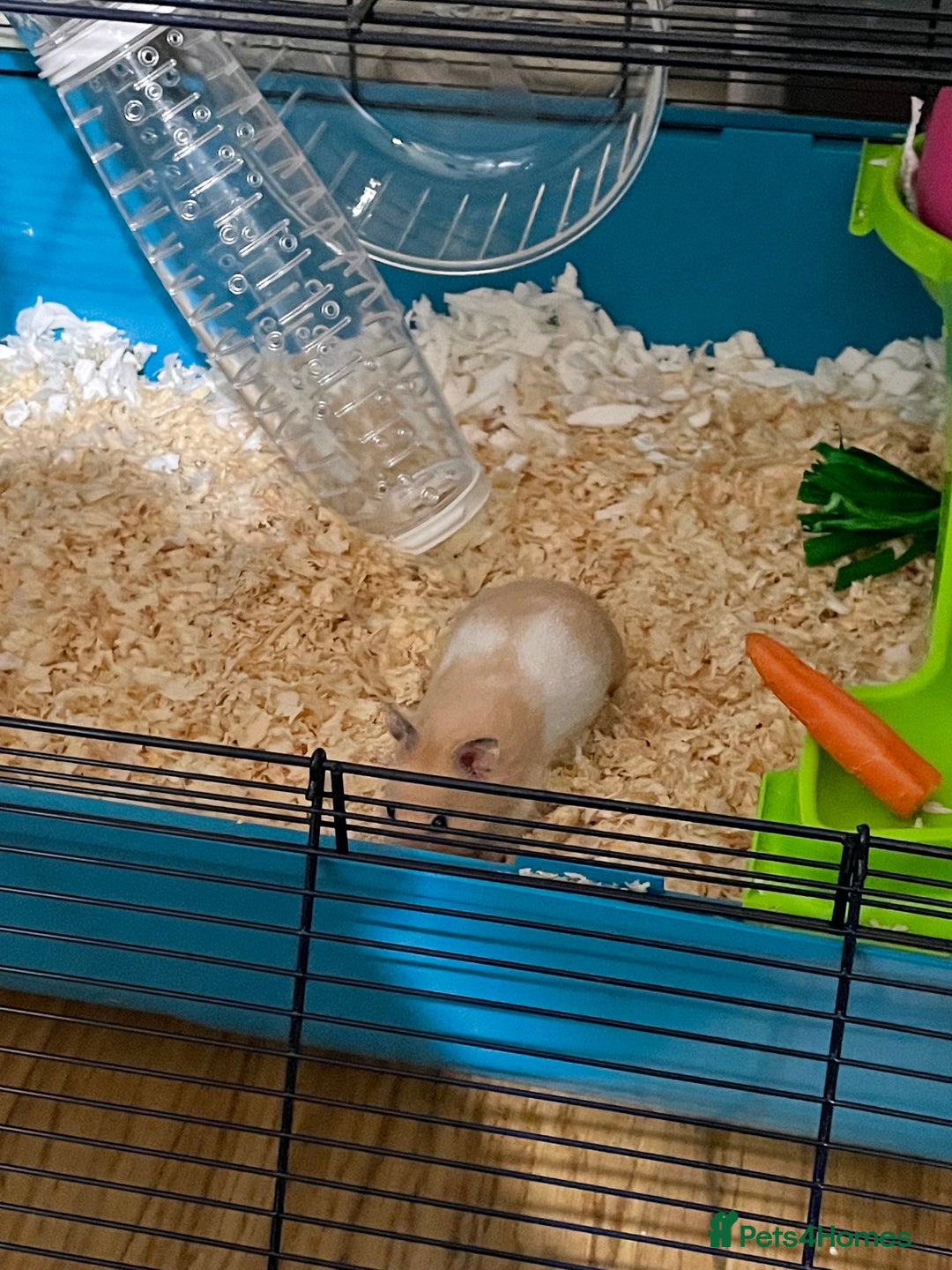 Hamster rodents for sale: Gorgeous female Syrian hamster 8 weeks old  - Image 2