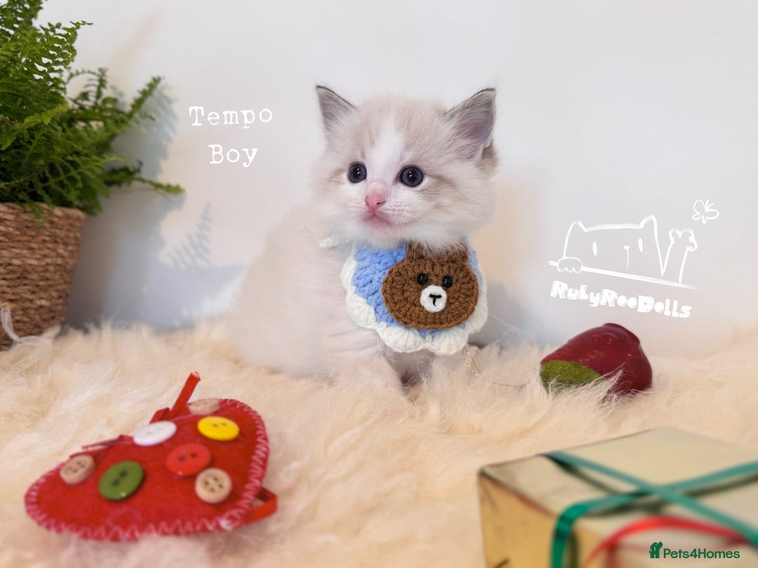 Ragdoll cats for sale: 🌟DNA Test🏆GCCF/TICA Championship Ragdoll Kitten - Advert 35