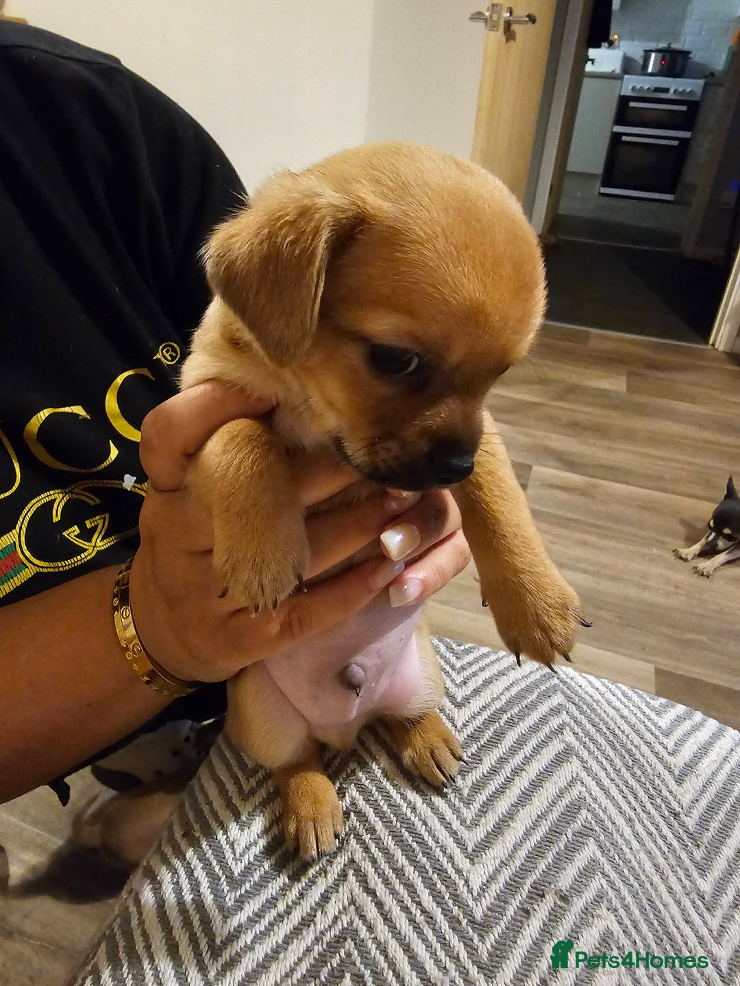 Chihuahua dogs for sale: Chihuahua  - Image 4