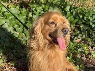 Cocker Spaniel dogs WORKING COCKER SPANIEL PROVEN STUD‼️ - Advert 1