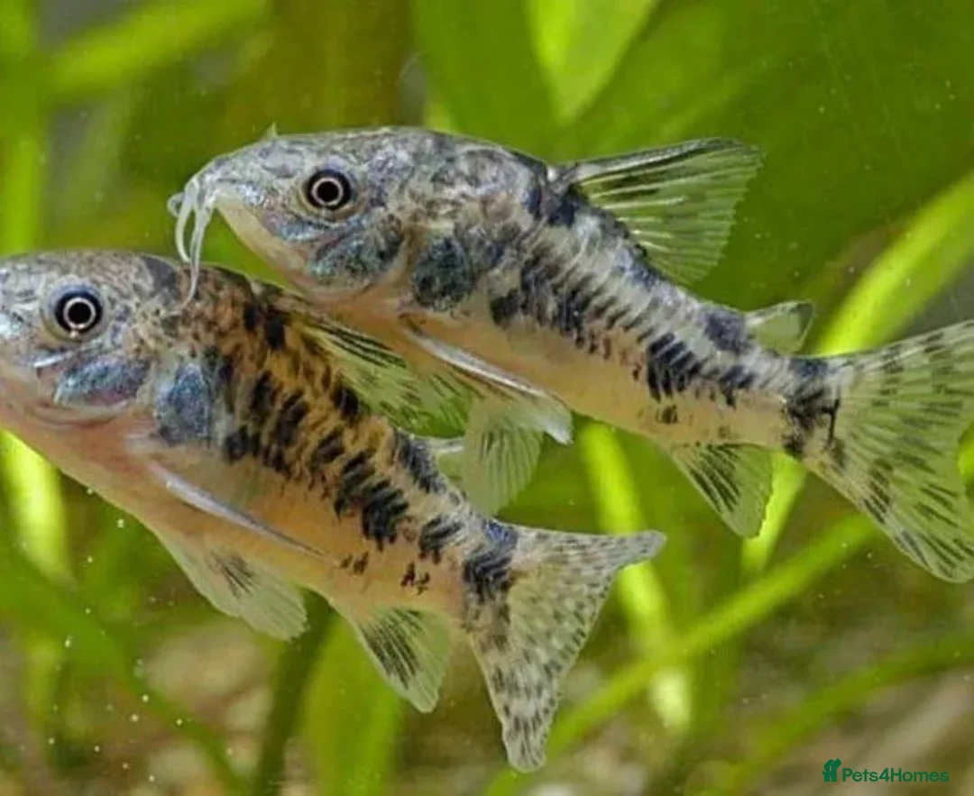 Corys fish for sale: Various species of Corydoras. Adult breeding pairs - Advert 17