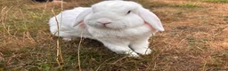 Mini Lop rabbits for sale: Two Blue eye white mini lop rabbits (and hutch) - Advert 6