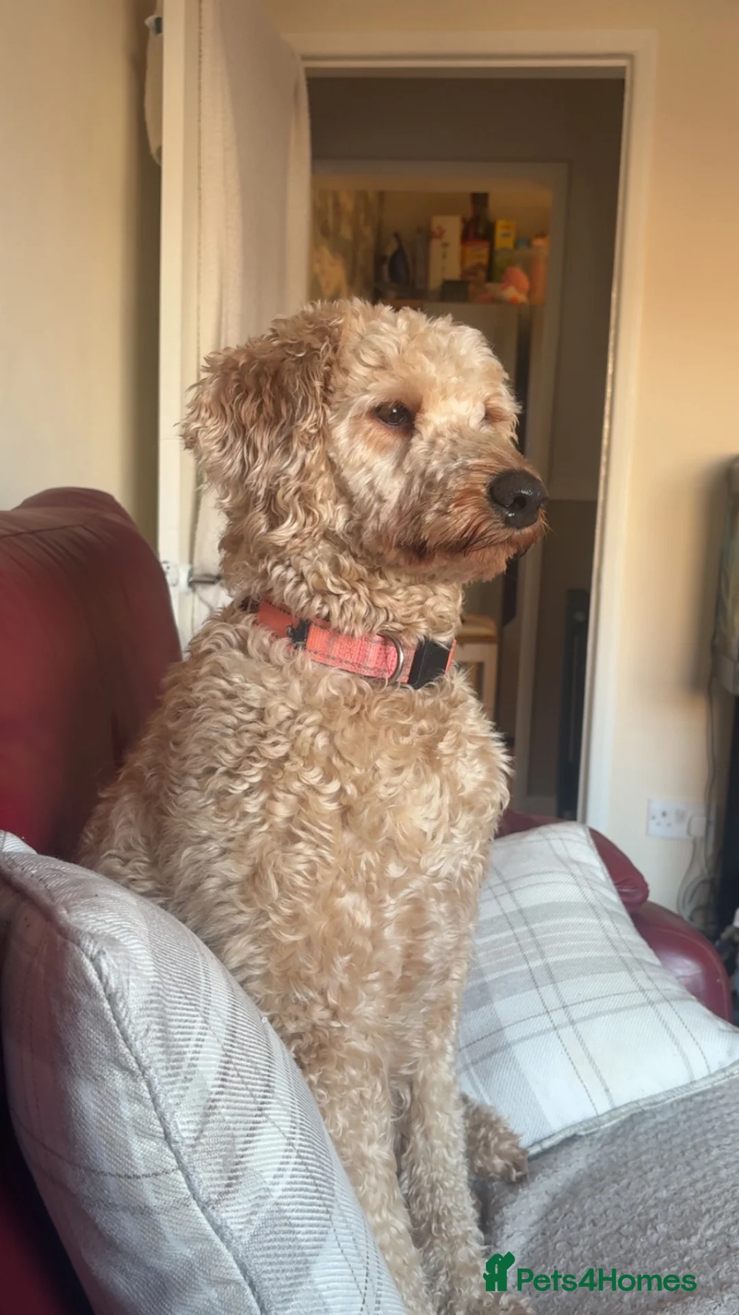 Cockapoo dogs for sale: Forever home for Nala in Derby - Advert 5