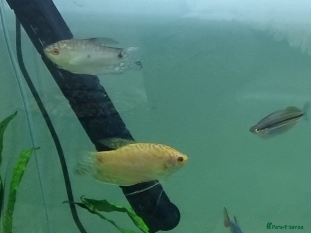 Tetras fish for sale: Different variety of tropical fish  - Advert 5