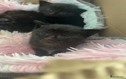 Mixed Breed cats for sale: Two black males - Image 7