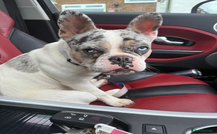 French Bulldog dogs - Advert 6