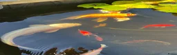 Koi Carp fish for sale: Beautiful golden butterfly Koi in Carmarthen - Advert 9