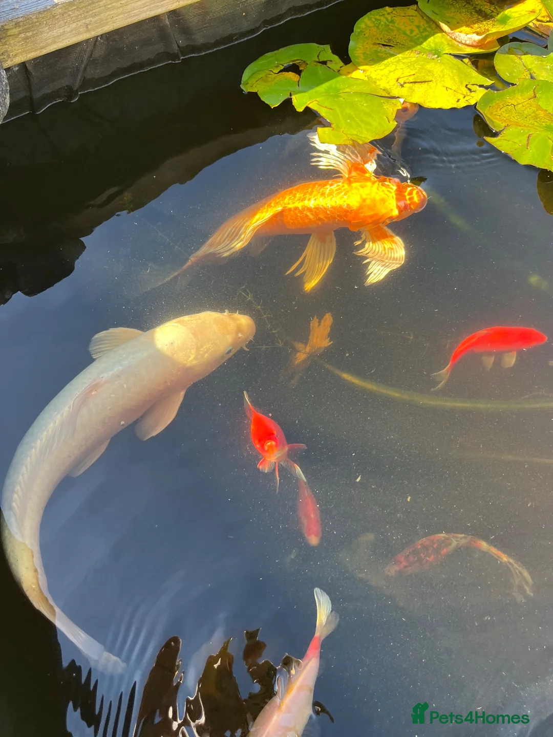 Koi Carp fish for sale: Beautiful golden butterfly Koi in Carmarthen - Advert 9