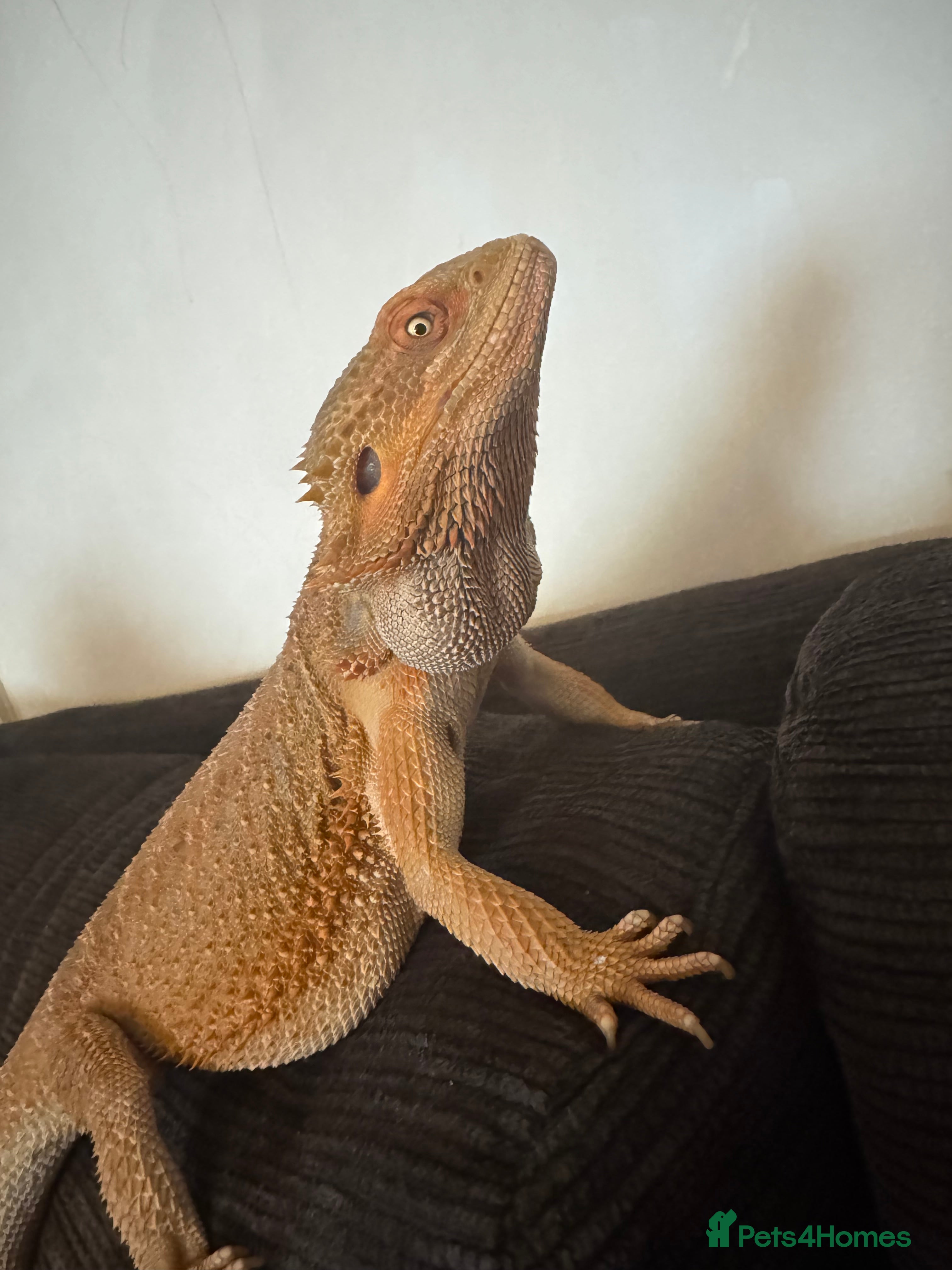 Bearded Dragon reptiles Bearded dragon - Advert 1