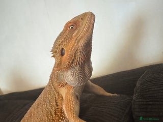 Bearded Dragon reptiles Bearded dragon - Advert 1