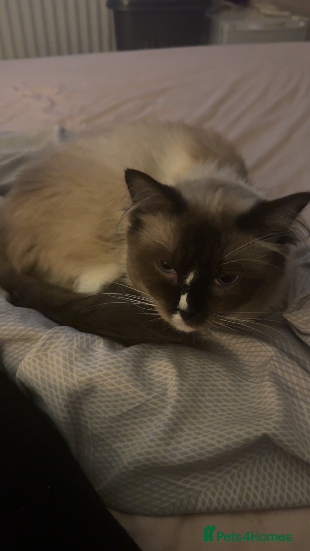Ragdoll cats for sale: Ragdoll male proven cat.  - Image 4