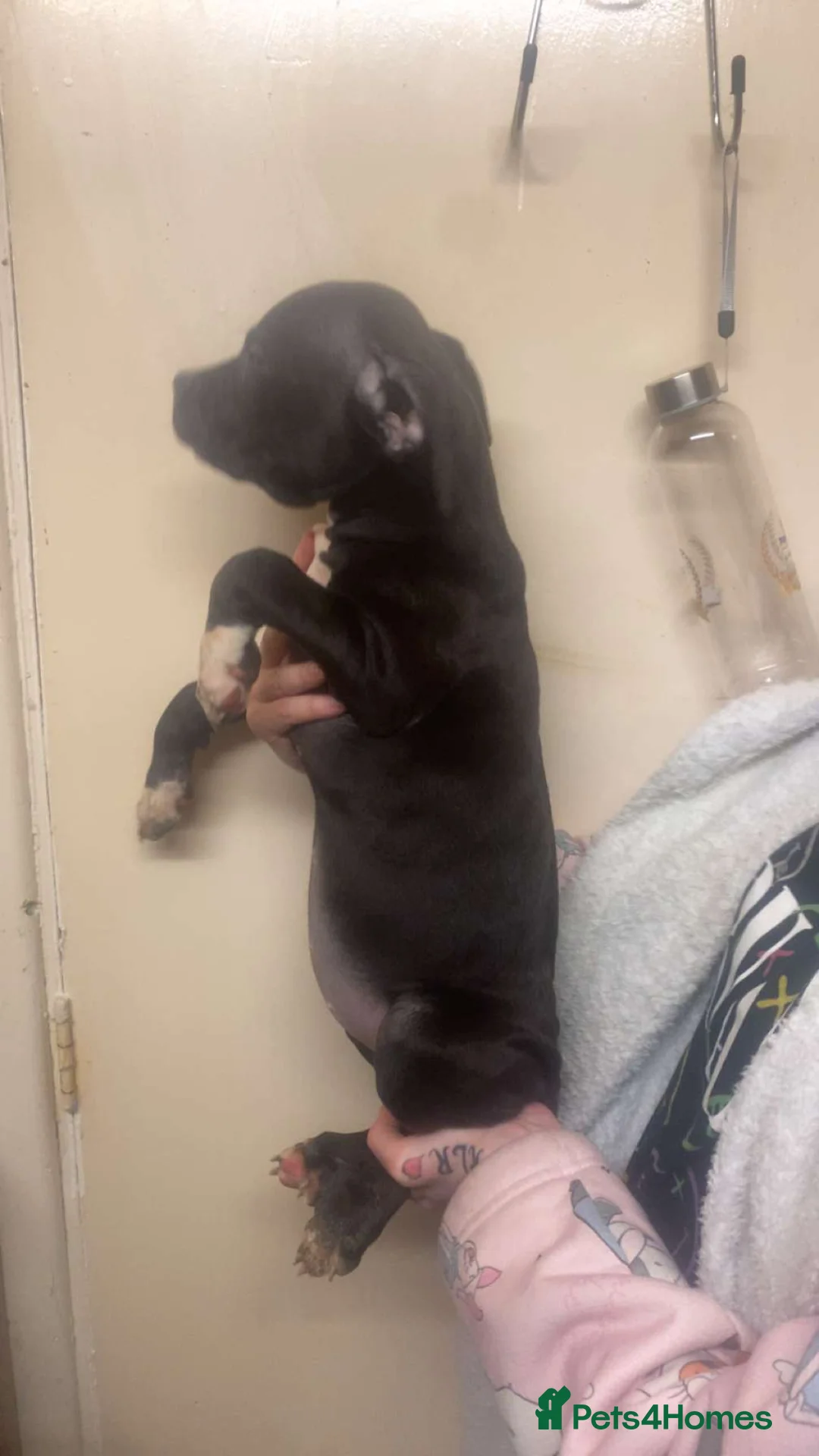 Staffordshire Bull Terrier dogs for sale: Beautiful Staffies pups  - Advert 20