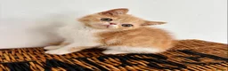 Exotic cats for sale: Stunning exotic kittens high quality m - Advert 7