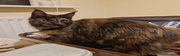 Maine Coon cats for sale: Maine coons Nellie & Dollie to stay as a pair.  - Advert 7