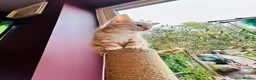 Maine Coon cats for sale:  Maine Coon X ready NOW - Advert 9