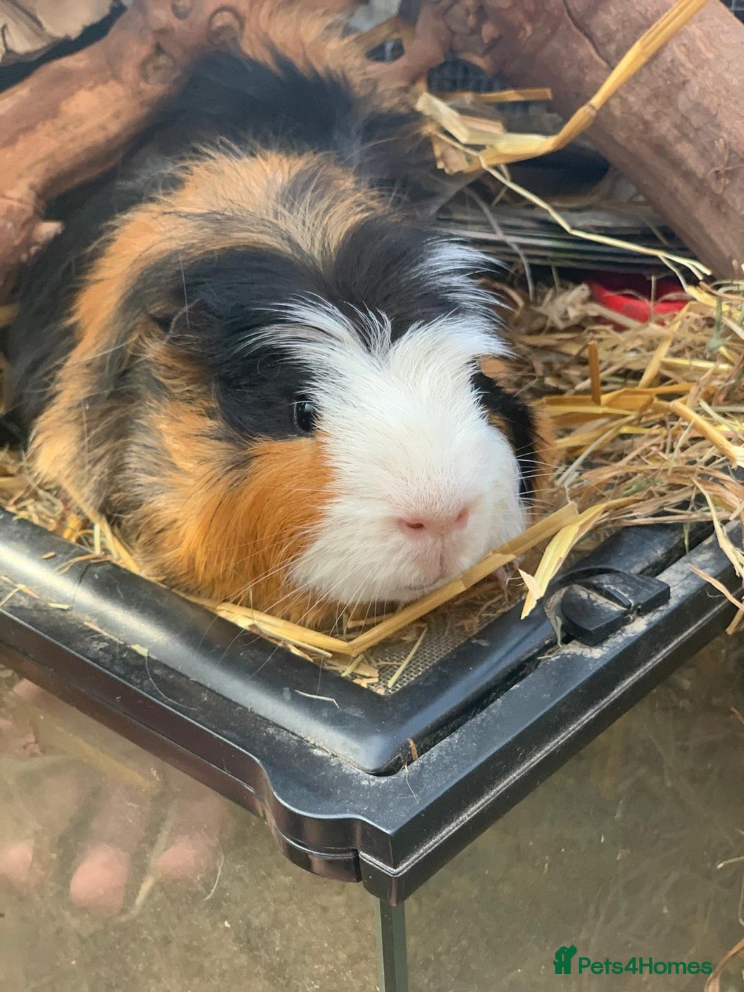 Guinea Pig rodents for sale: Selection of guinea pigs  - Advert 7