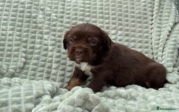Mixed Breed dogs for sale: French Bulldog x Springer Spaniel pups ready 15Oct - Image 21