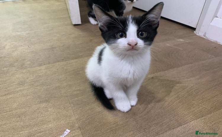 Mixed Breed cats - Advert 2