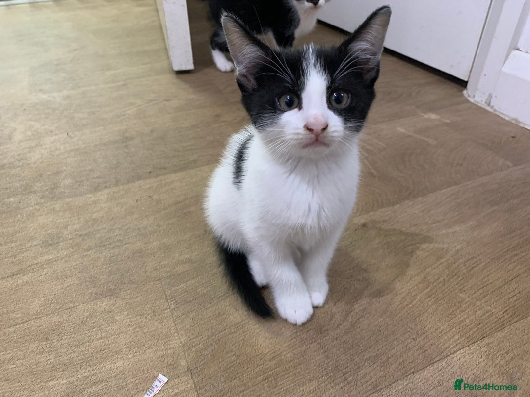 Mixed Breed cats for sale: Black & White Kittens - Image 1
